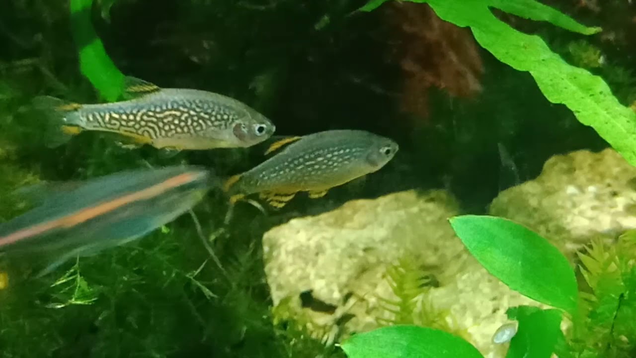 Galaxy rasbora ikan hias yang sangat menawan