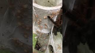 First nymphs of 2023  Psalmopoeus victori #shorts