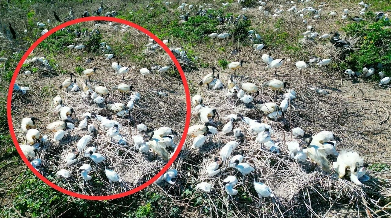 243-Caring Mother Bird Protects Baby as Helpful Birds Gather Around