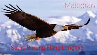 #Masteran Ampuh #BurungElang Lengkap
