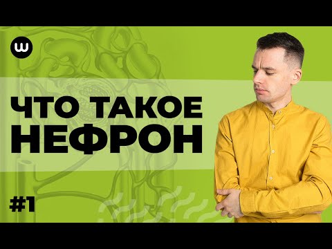 Нефрон: Строение и функции | ЕГЭ Биология | Даниил Дарвин