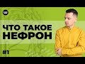 Нефрон: Строение и функции | ЕГЭ Биология | Даниил Дарвин