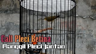 CALL PLECI BETINA MANGGIL PLECI JANTAN