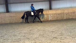 Reducing Stock - FOALS TO 4 YEAR OLDS - ad ref: 266835 video 7