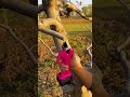 sharp scissors for cutting tree branches #shorts #agriculture #smartfarming #farming