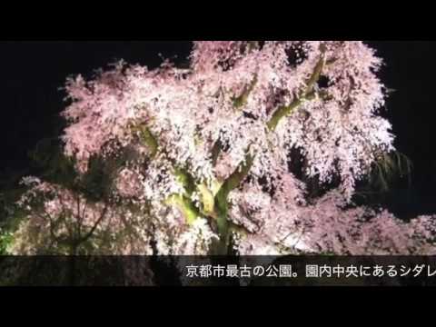 京都観光 円山公園 お花見　ハーモニカBGM  【京都の名所･名品 #0048】