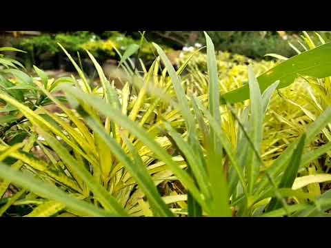 Video: Tumbuh Dan Varietas Bunga Lili Dari Kelompok Hibrida Oriental