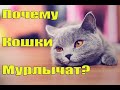 ПОЧЕМУ КОШКИ МУРЛЫКАЮТ ?