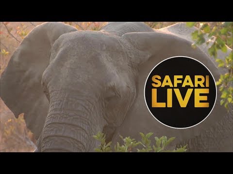 website live stream not working safariLIVE - Sunset Safari - June 27, 2018