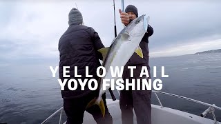 3 Days of Yellowtail CATCHING - YOYO FISHING