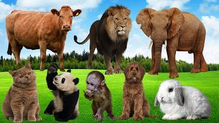 Safari Animals Sounds for kids 🐔🐐🐼| Animals Learn Wild & Farm Animal | Nursery Rhymes for Childern screenshot 2