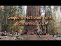 Sequoia National Park, California, USА, Національний парк Секвойя, Каліфорнія, США