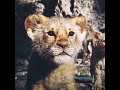 The Future King The Lion King Shorts Edit The Future King The Lion King Shorts Edit