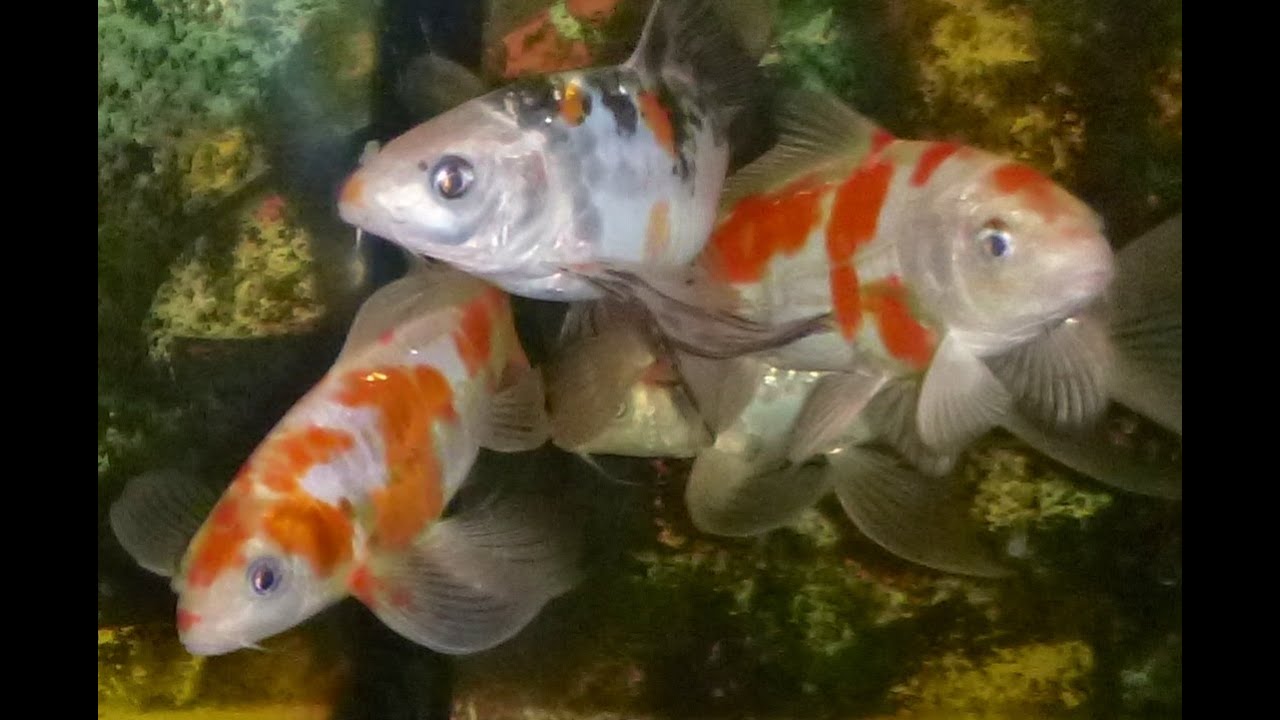 Keeping Koi In an Aquarium - YouTube