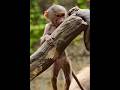 Adorable Monkey 🐒 reaction #trending #shortsfeed #viral #lovesong