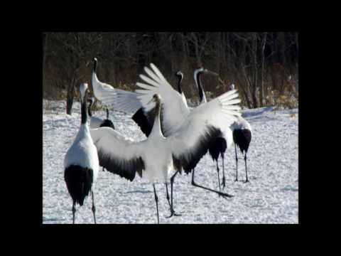 タンチョウの舞う朝