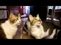 Snack untuk kucing