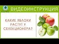 Какие  ЯБЛОКИ растут у селекционера? Видеоинструкция от Питомника "Сады Урала"