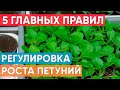 5 ПРАВИЛ ОТЛИЧНОЙ РАССАДЫ ПЕТУНИЙ. Правильный полив, подкормка, освещение, объем стаканчиков