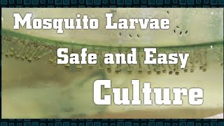 How to culture mosquito larvae | Safe and Easy