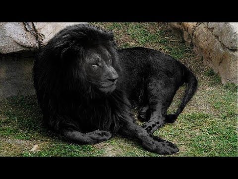 Video: Amazing cats: black lions