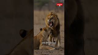 THE ARCHITECT OF YOU #motivation #growth #lion #mindset
