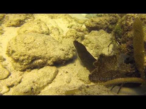 Goldentail Eel swimming freely - Molasses Reef in Key Largo, Florida @jasonnocks