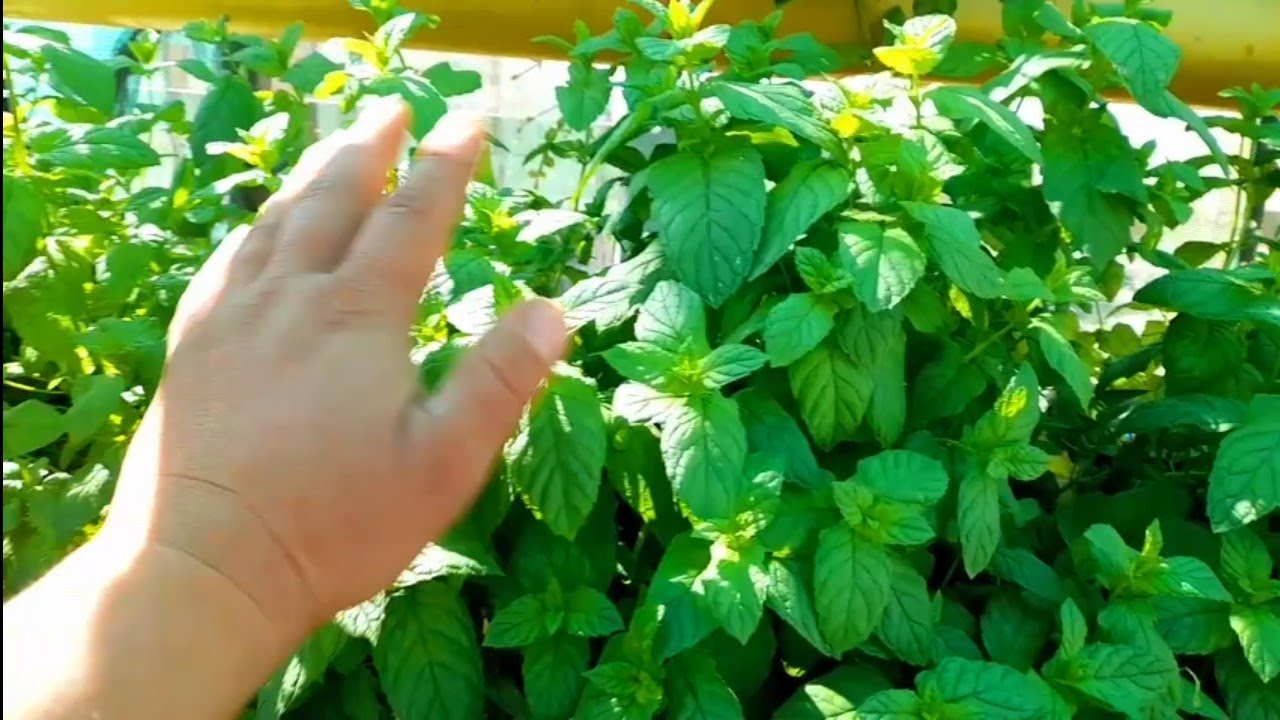 شرح وافي عن زراعة النعنع في أنظمة الزراعة المائية الانابيب