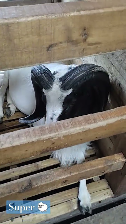 DOMBA GARUT DI BIBILINTIKFARM | BOGOR #dogar #animals #albogory1002 #sheep #domba #kambing #domba