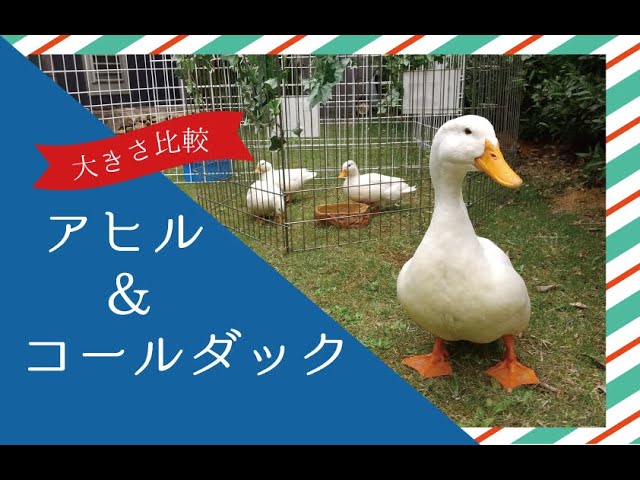 大きさ比較 これだけ違う アヒルとコールダック比較 手から給餌 Zootimech Youtube