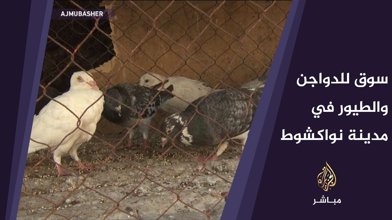 جولة للجزيرة مباشر في سوق للطيور والدواجن في العاصمة الموريتانية نواكشوط