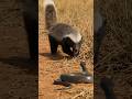 hunting down most deadliest sneak fearless honey badger #ai