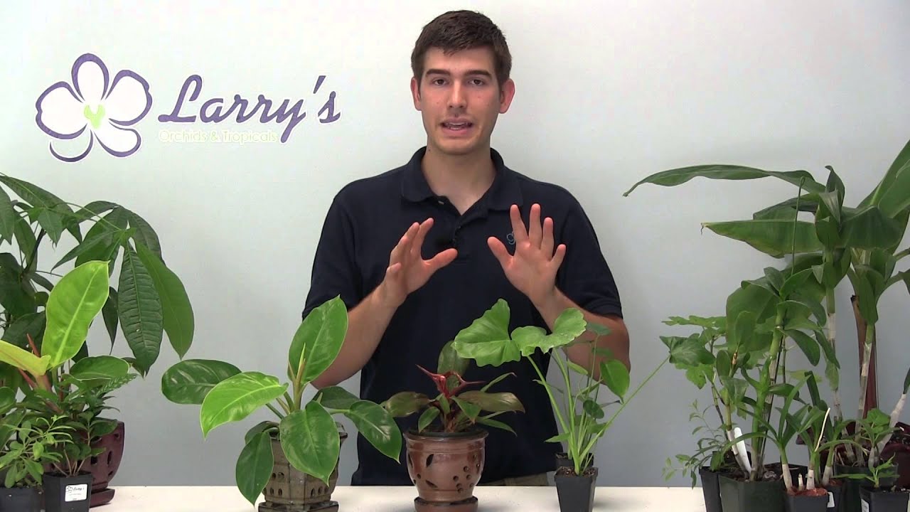 How To Grow Philodendron - Growing Guide - YouTube