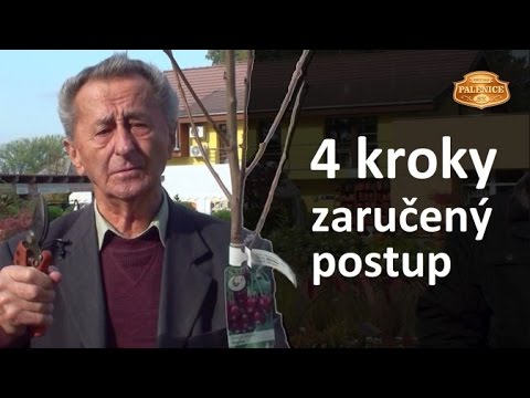 Video: Jak zasadit semeno plamenného stromu?