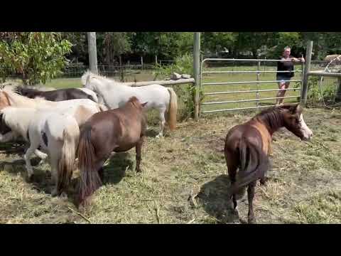 What is a Proud Cut Gelding?