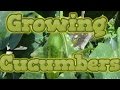 Growing Cucumbers from seed start to finish