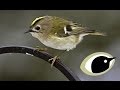 Bto bird id  goldcrest  firecrest