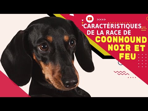 Vidéo: Chien de berger basque