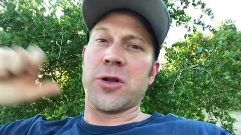 What to do when I see dead bees at my house