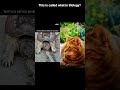 cat reflexes vs tortoise reflexes #cat #animals #biology #shorts #viral #trending