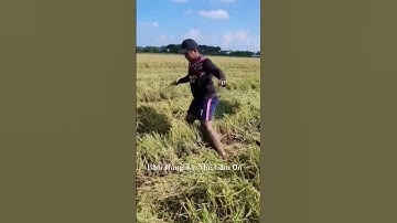 Ra Đồng Bắt Chuột Với Rắn Mùa Cắt Lúa #xuhuong #shortvideo #sănbắtmiềntây