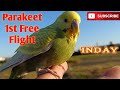 Talking Parakeet 1st Free Flight/Inday on the move....