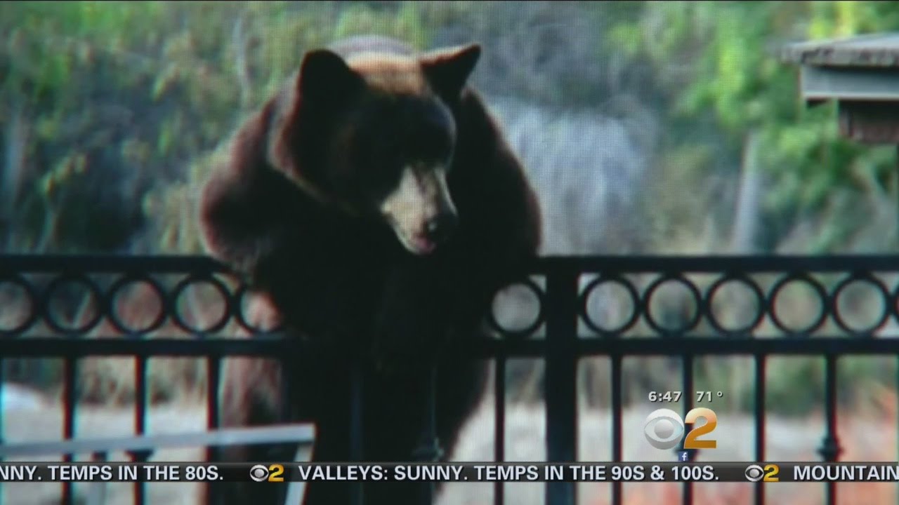 Authorities Warn San Antonio Heights Residents To Stay Away From Curious Bear