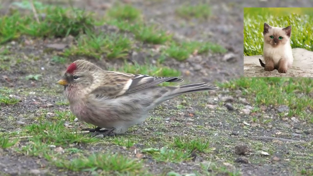 Обыкновенная чечетка Acanthis flammea