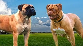 Bullmastiff vs Dogue de Bordeaux Highlights