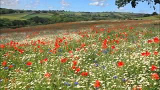 Video-Miniaturansicht von „LYNN ANDERSON   I NEVER PROMISED YOU A ROSE GARDEN“