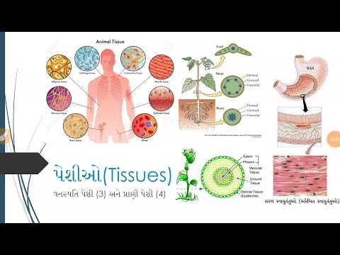 પેશીઓ | Tissues | GSEB