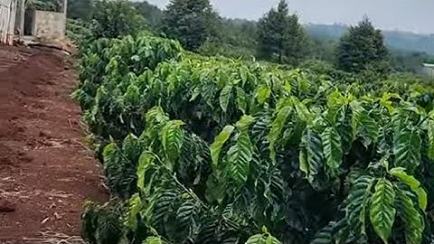 TRỒNG CÀ PHÊ THẾ NÀO ĐỂ 18-20 THÁNG CÓ THU: 0918 456 457- 0375 456 457