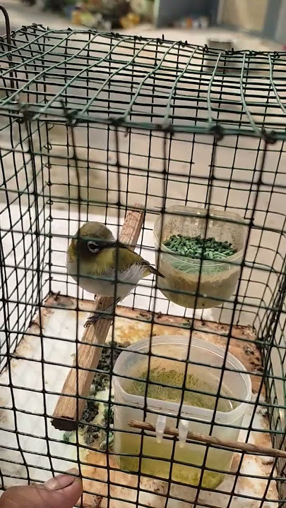 call pleci auri betina, bikin bunyi pleci bahan