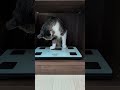 猫の体重が軽すぎて体重計は反応しない。😺 - My cat is light in weight - #shorts #cat